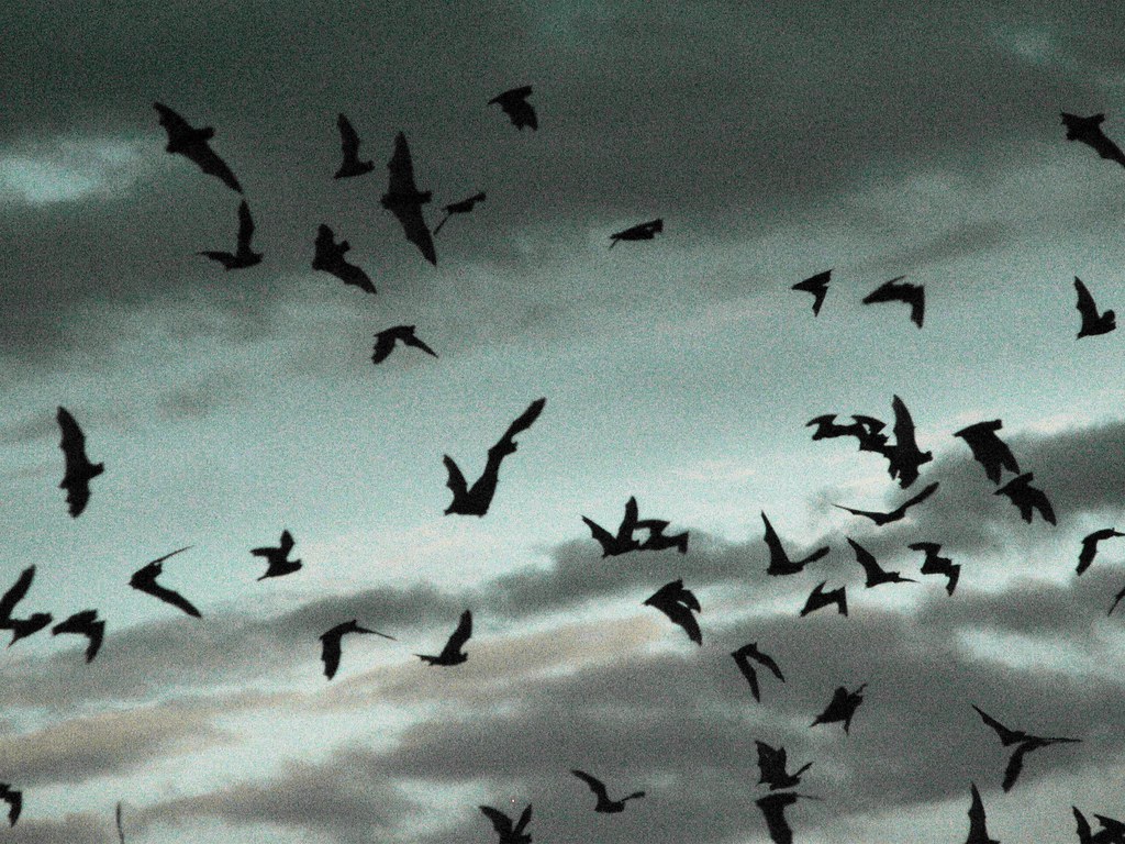 Carlsbad Bats Mexican freetailed bats (Tadarida brasilien… Flickr