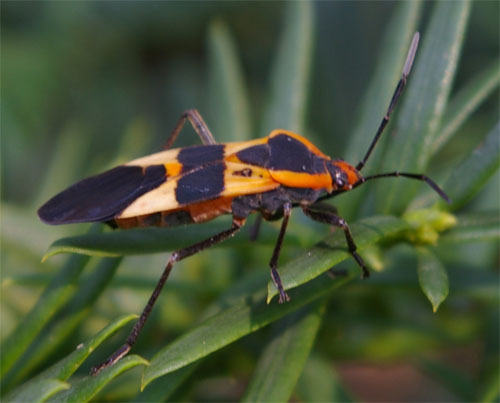 Orange and Black Beetle This is a very small beetle, about… Flickr