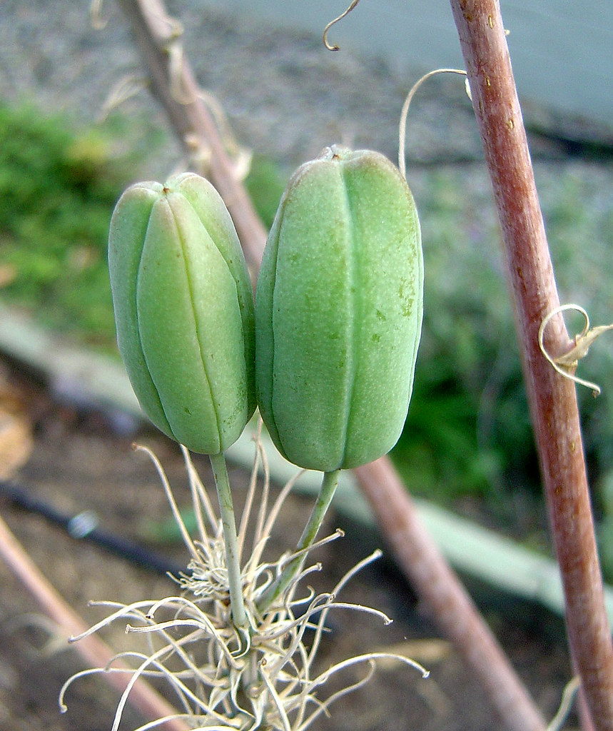DSC03448 aloe seed pods Aloe vera seed pods Rae Allen