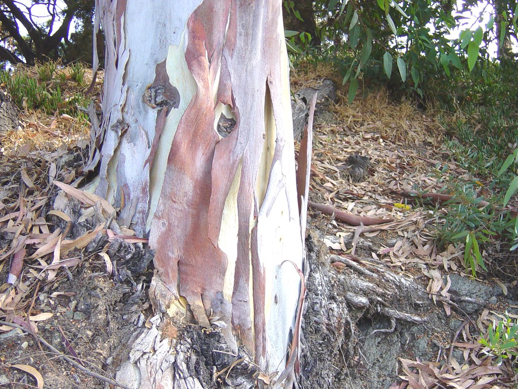 base of eucalyptus tree, showing bark I'm told that this i… Flickr
