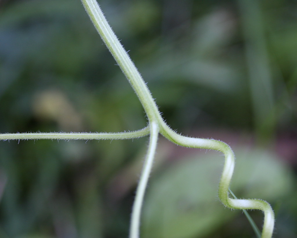 Squash tendrils All of these tendril shots are in our gard… Flickr