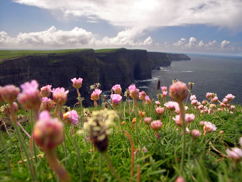 Flowers at the Cliffs of Moher County Clare, Ireland. Flickr