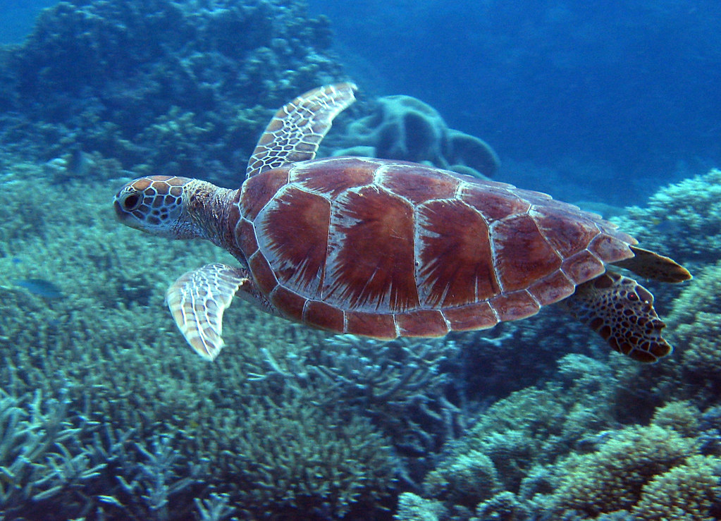 Green Sea Turtle Coral Sea, Great Barrier Reef, Australia Stuart