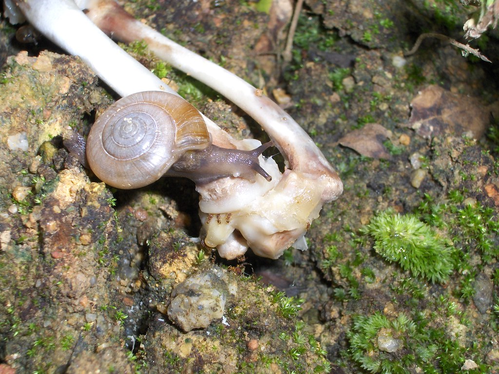 snails do eat meat ((= jon c Flickr