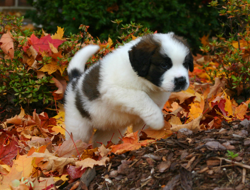 272_7240 St. Bernard pup on a mission David Flickr