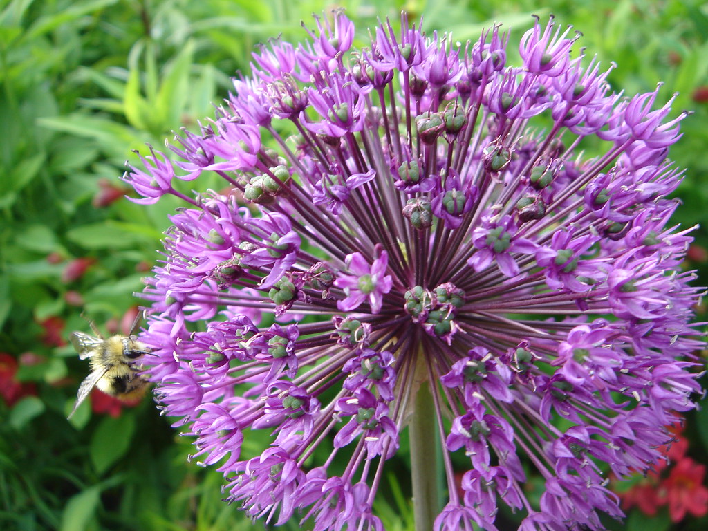 Purple Onion Flower Bumble Bee Pollenating the Purple