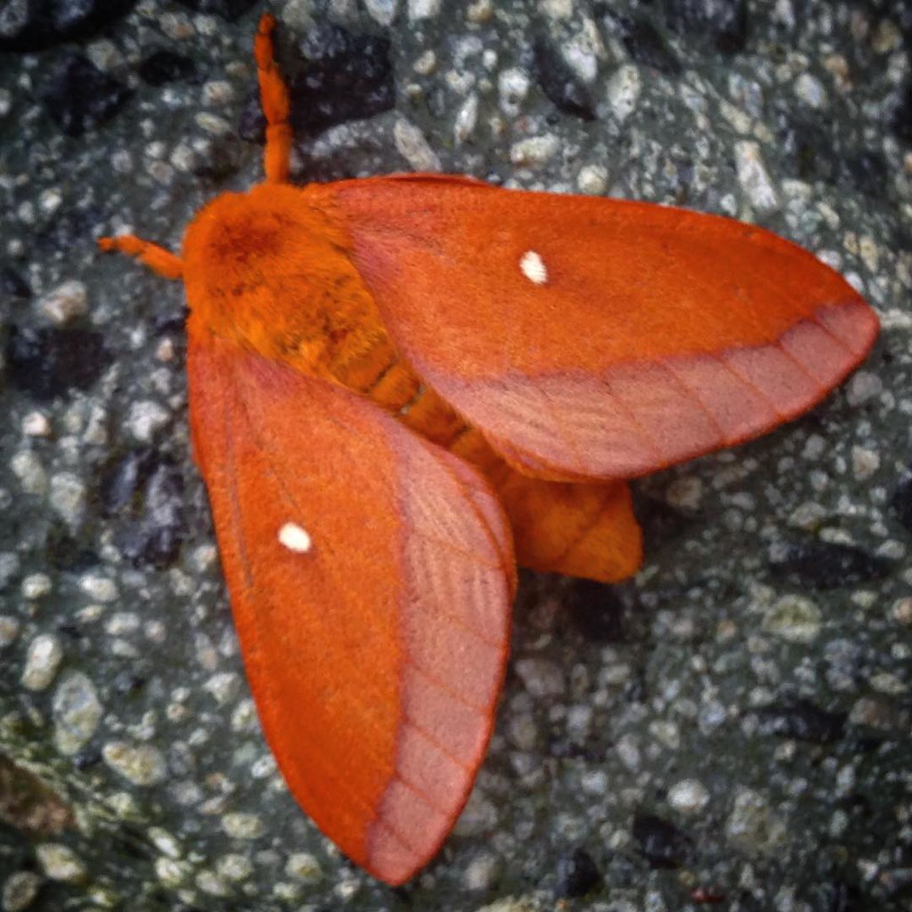 Oakworm Moth (Anisota virginiensis) Native to Florida, Act… Flickr
