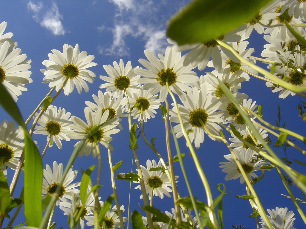 Swedish flowers I tried a new angle Marcus Engström Flickr