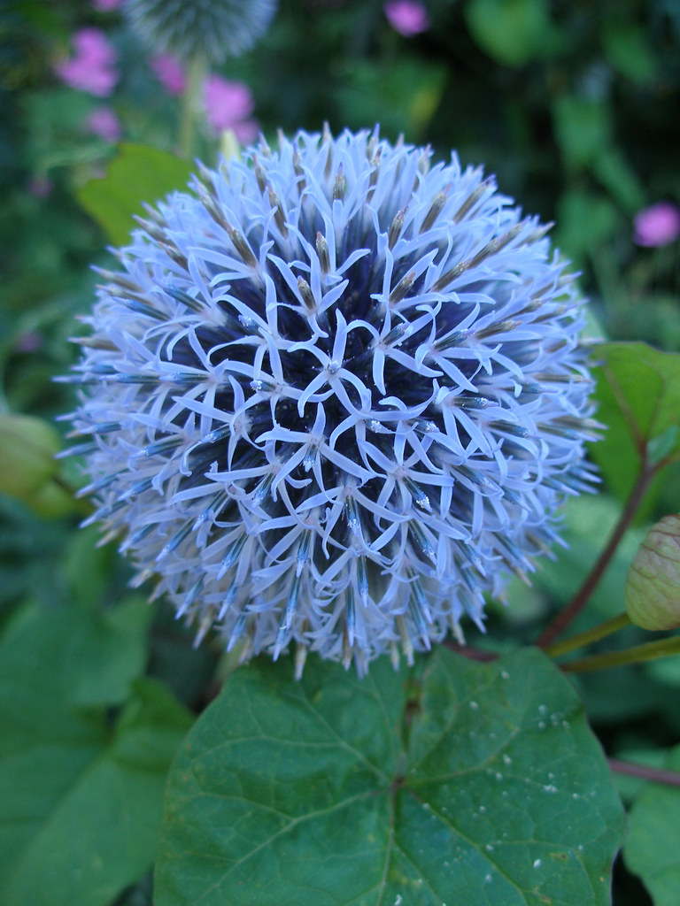 Blue Ball Flower Here's what happens to this flower when t… Flickr