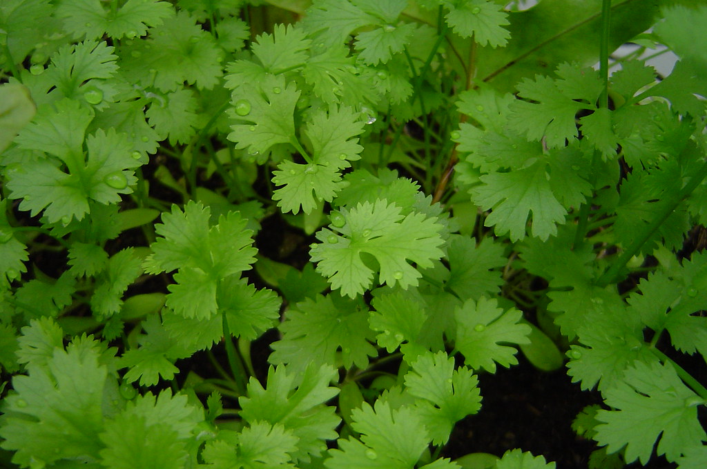 Coriander in a closeup Henrique Pinto Flickr