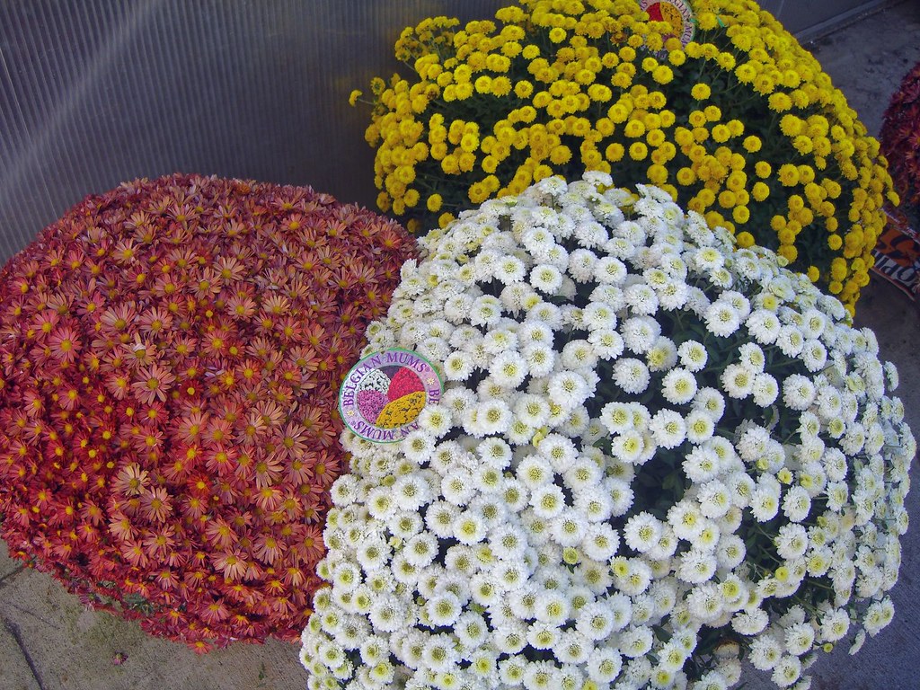 Mums Belgian mums at Home Depot, Atlanta, geotagge… Flickr