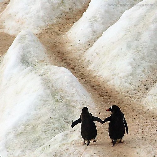 Penguin Highway Gentoo Penguins on a Penguin Highway, Danc… Flickr