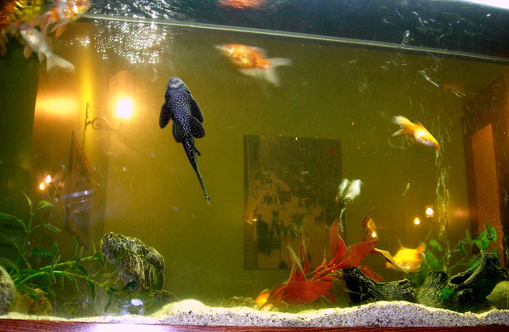 Scheibenputzerfisch köstebek Flickr