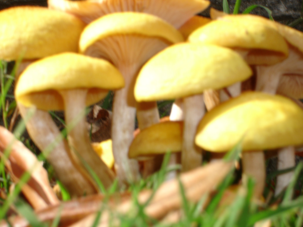 Yellow Mushroom Cluster Yellow mushrooms with gills, a smo… Flickr
