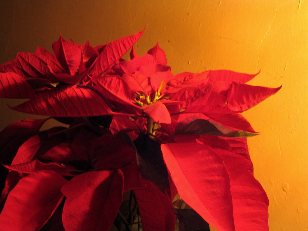 Nochebuena / Poinsettia Flor de Noche buena / Poinsettia