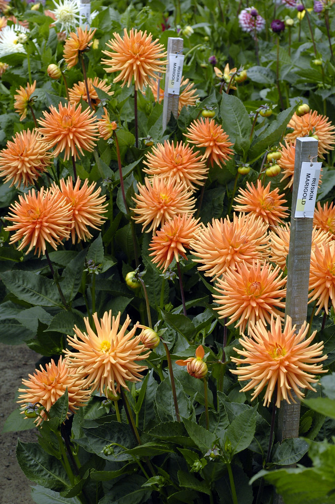 Dahlia 'Ruskin Marigold' Dahlia Dell, 2005, San Francisco Flickr