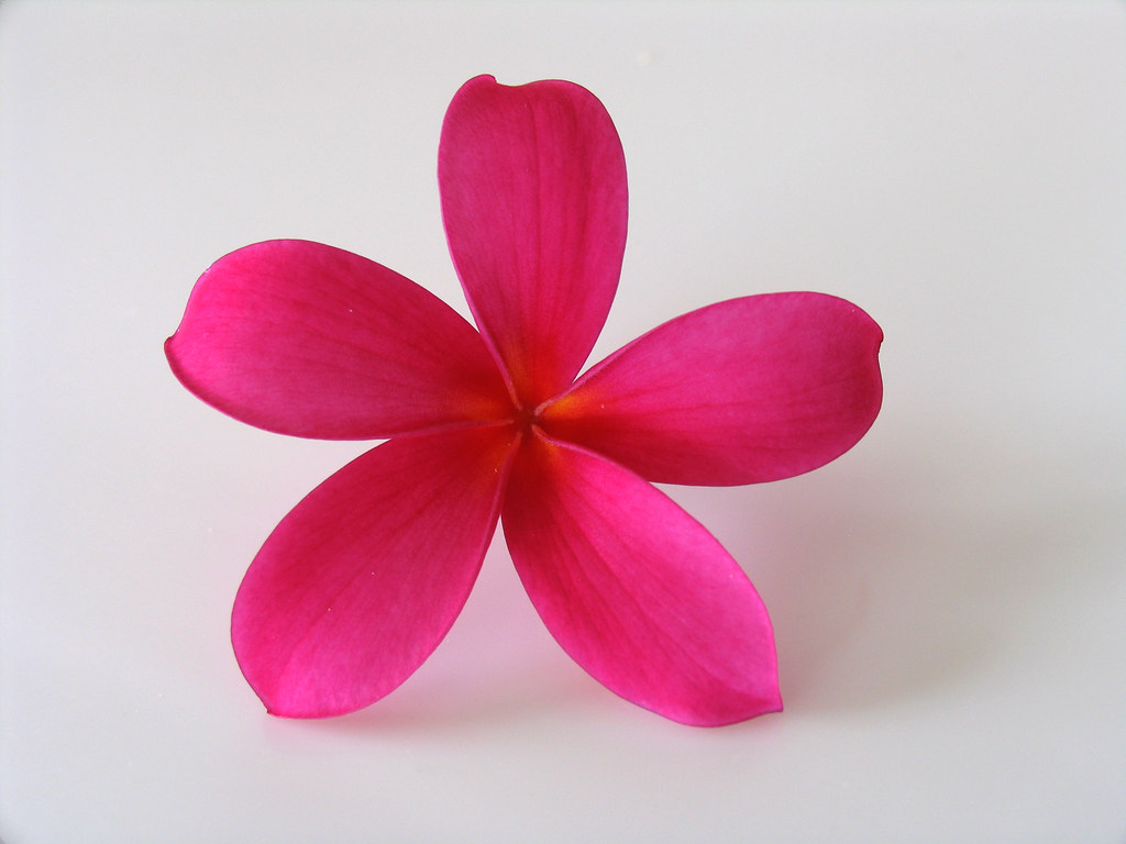 Red Plumeria The red plumeria is an exquisite flower. The … Flickr