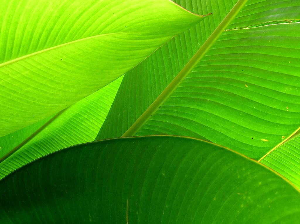 Palm Leaves Oahu, Hawaii Michael Porter Flickr
