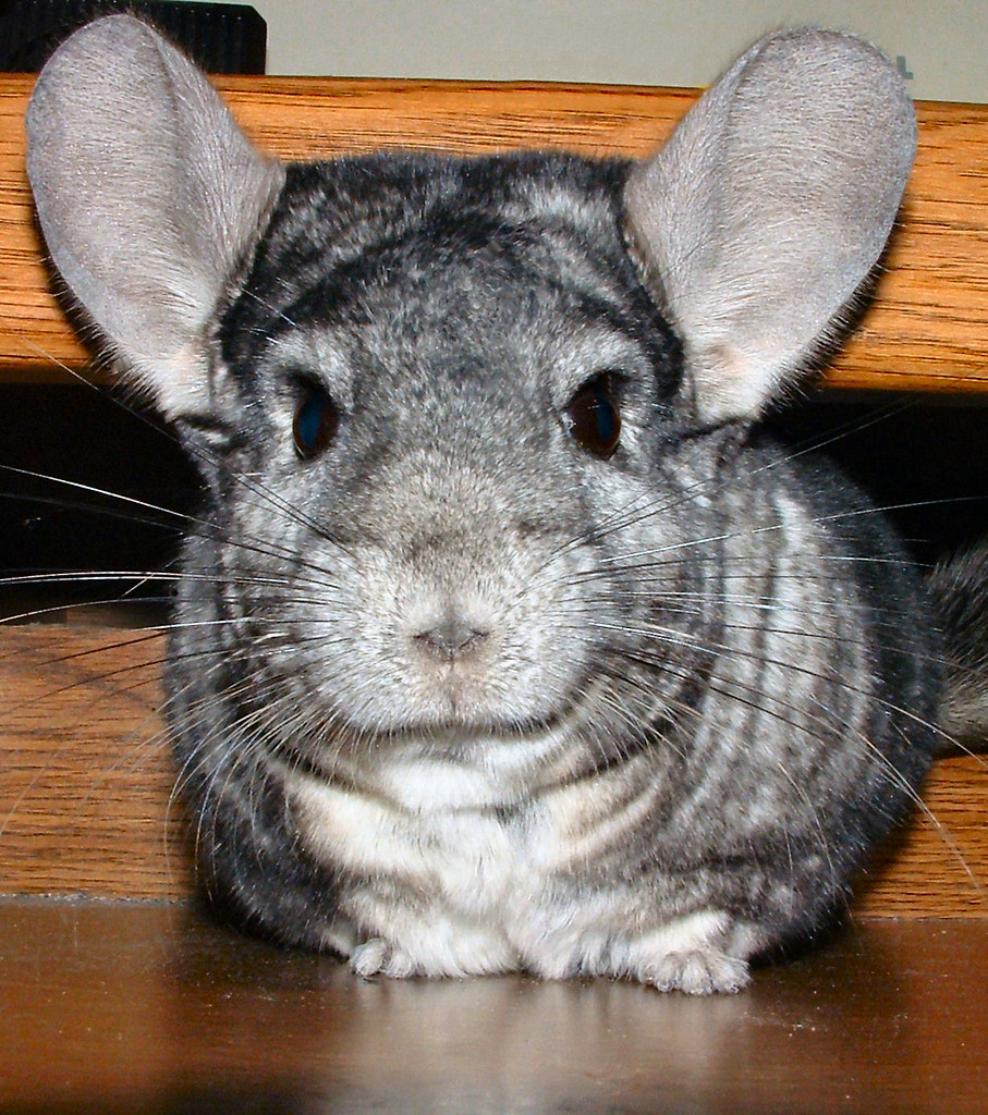 My, What Big EARS You Have... My chinchilla playing on my … Flickr