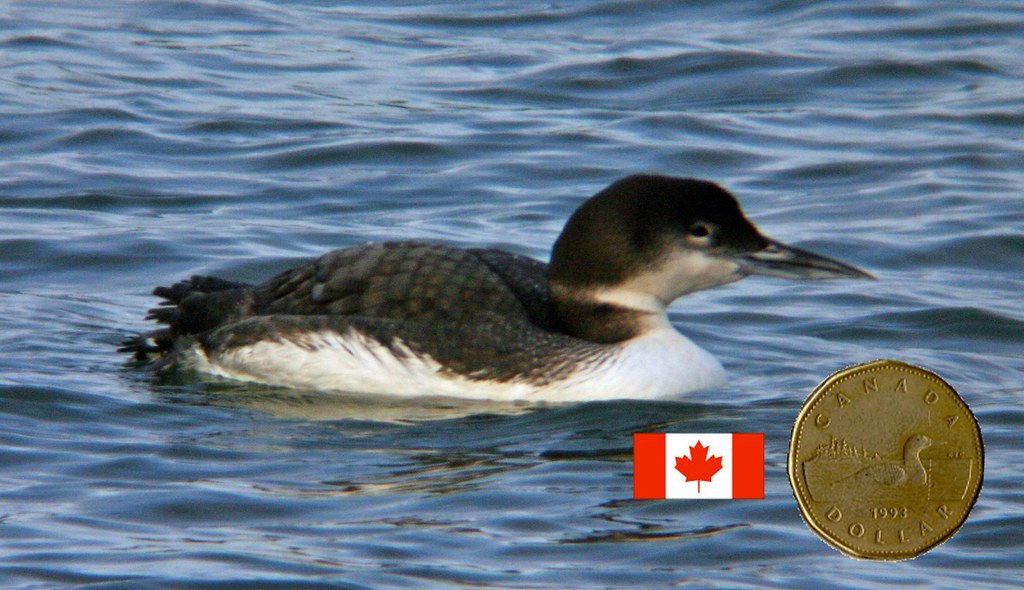 Common Loon (The Canadian Loonie!) (NonBreeding Plumage) Flickr