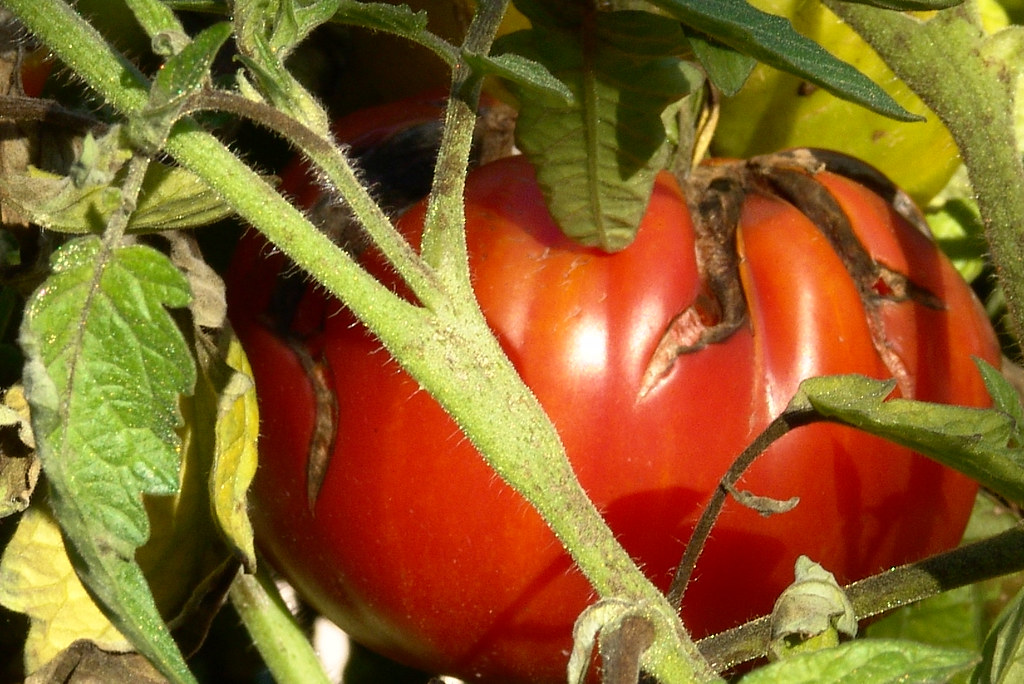 autumnrain_catface When a tomato (or just about any