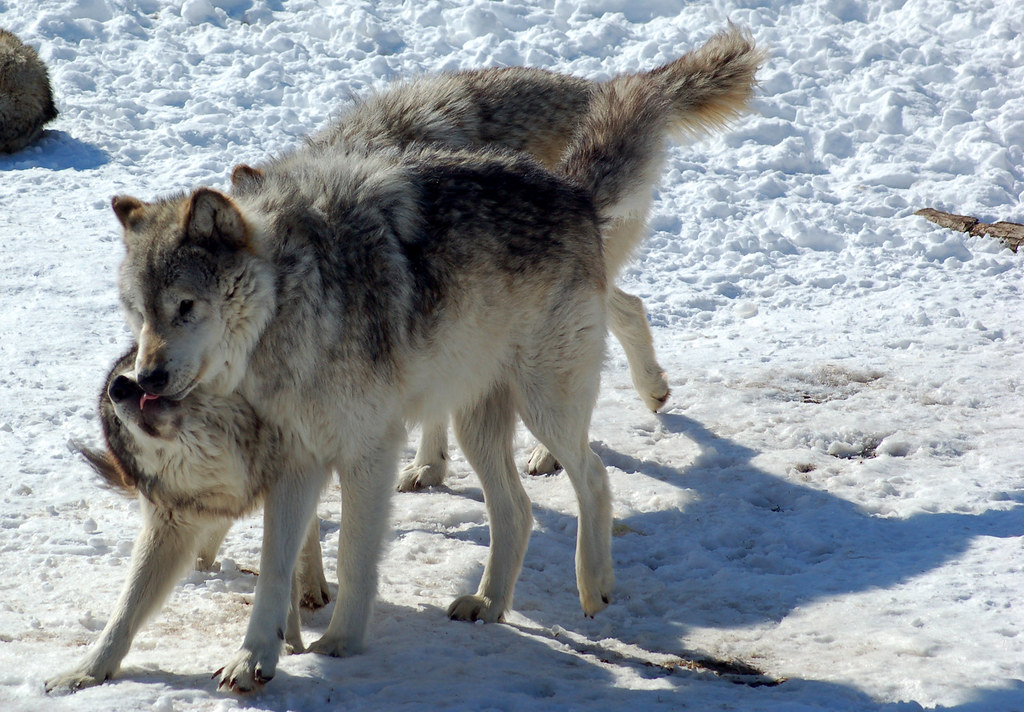 Gray Wolves Captive Gray Wolves at the Wildlife Science Ce… Flickr