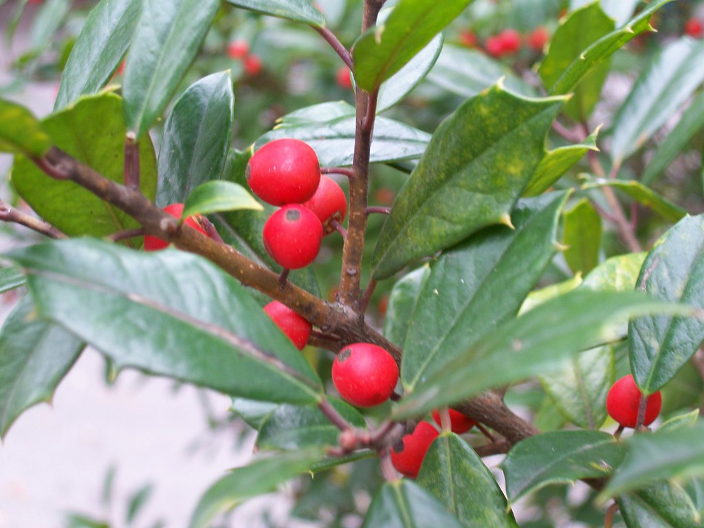 Savannah Holly 2 More holly in Savannah, GA Bill Ward Flickr