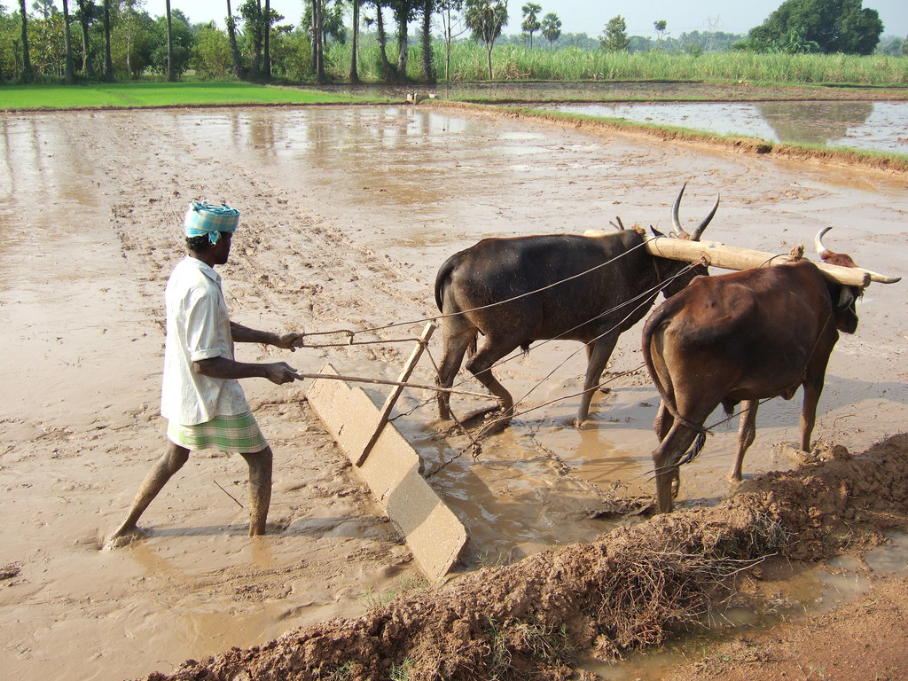 Levelling the Paddy Field It's important to keep the land … Flickr