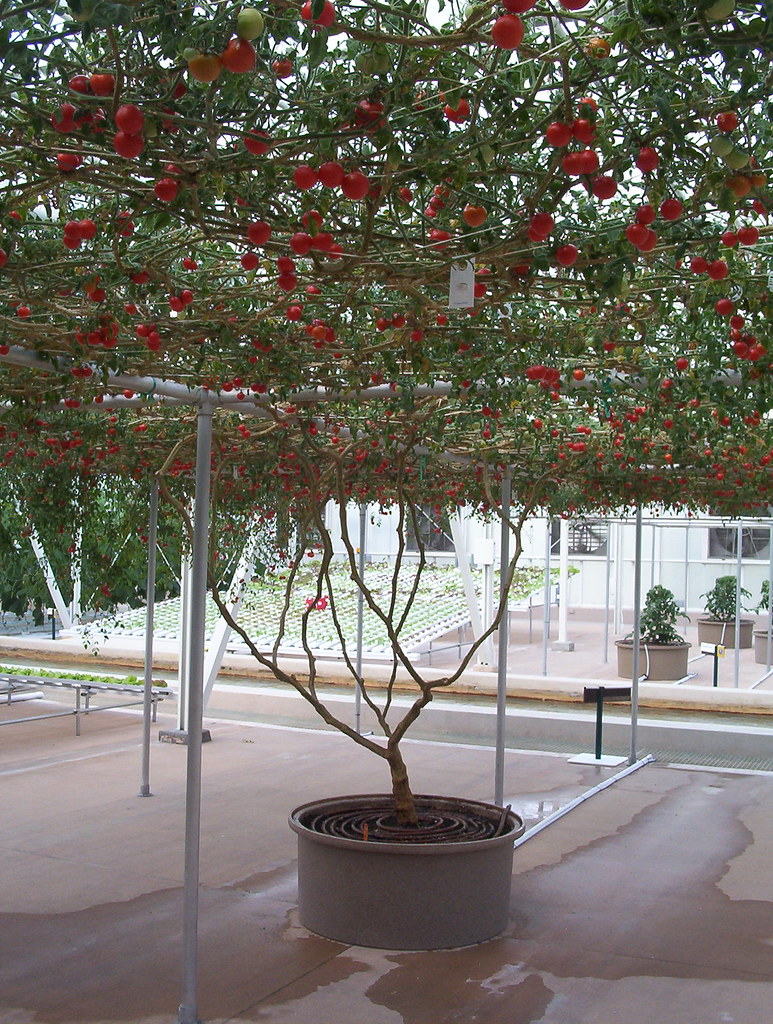 Tomato tree at EPCOT Yes, it's a tree or that's what th… Flickr