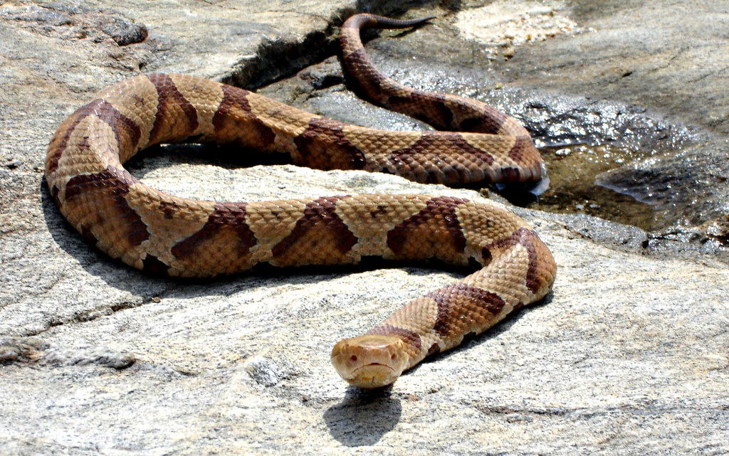 Copperhead Snake Taken in Maryland, April 2006 Kerrie Mitchener