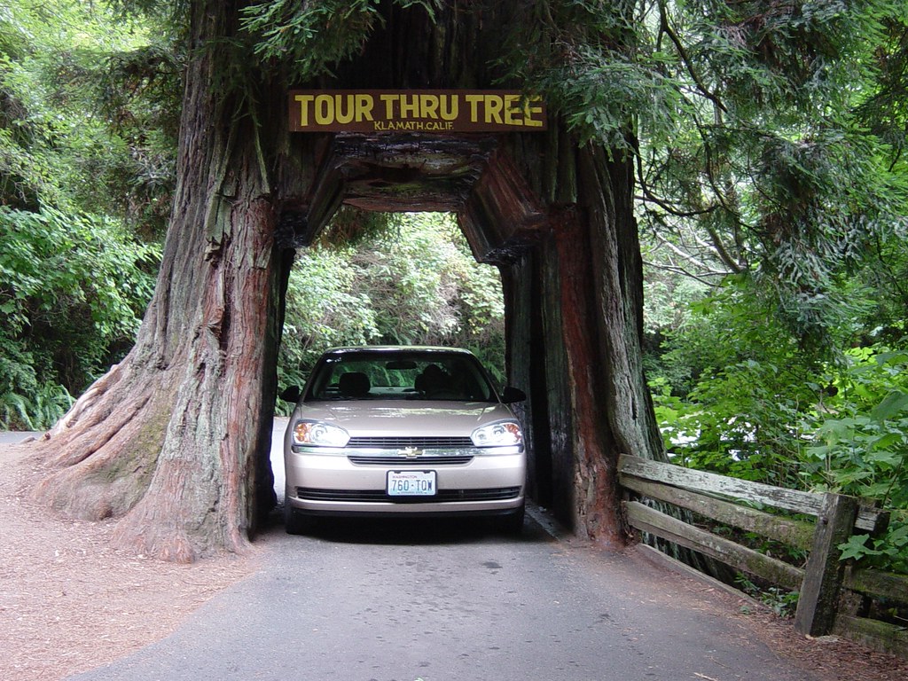 driving rental car through redwood, Klamath, CA This wasn'… Flickr