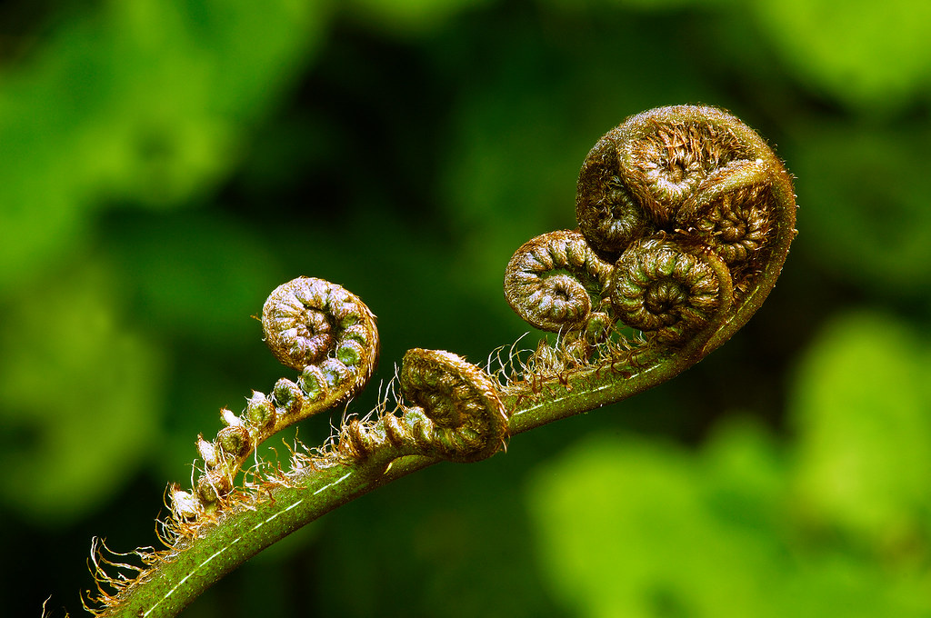 Koru New shoots of the New Zealand silver fern plant have … Flickr