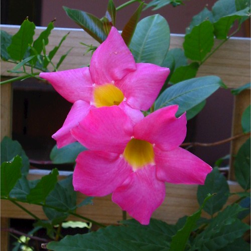Pink Flowering Vine A hot pink flowering vine growing on a… Flickr