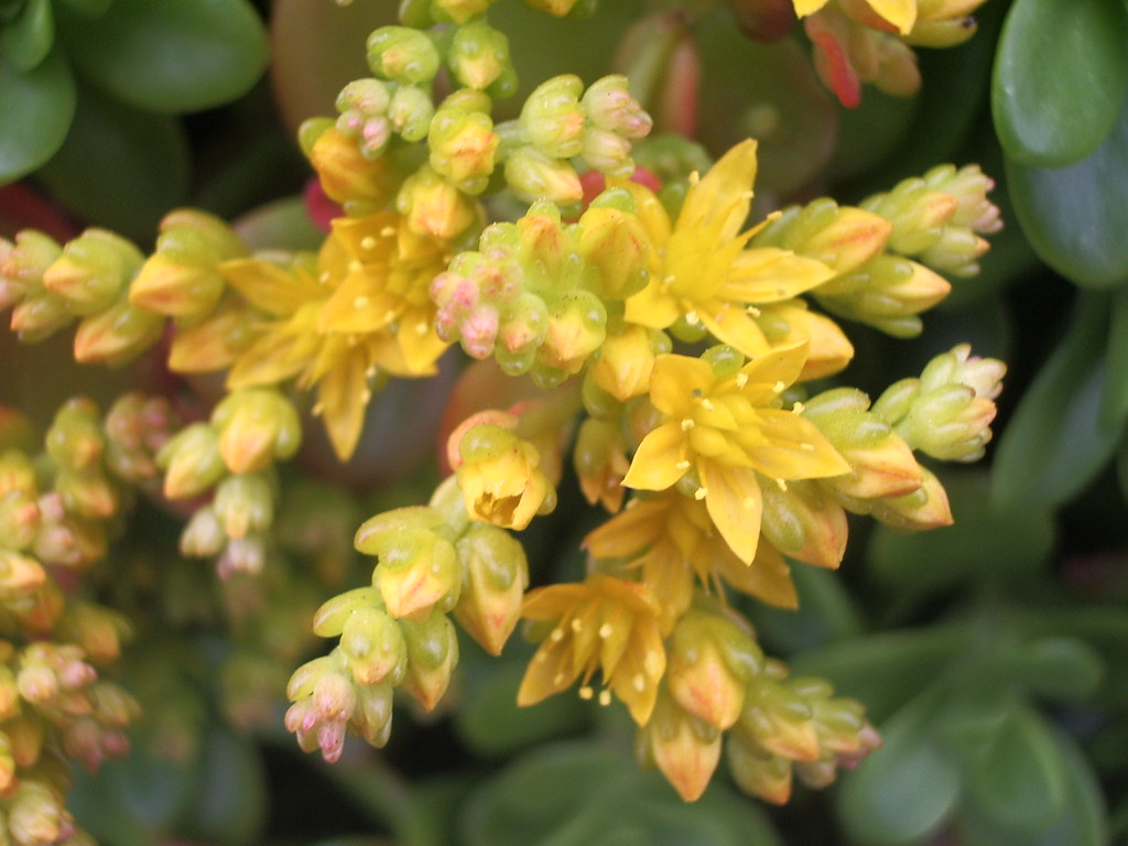 jade plant with yellow blooms Laura Shefler Flickr