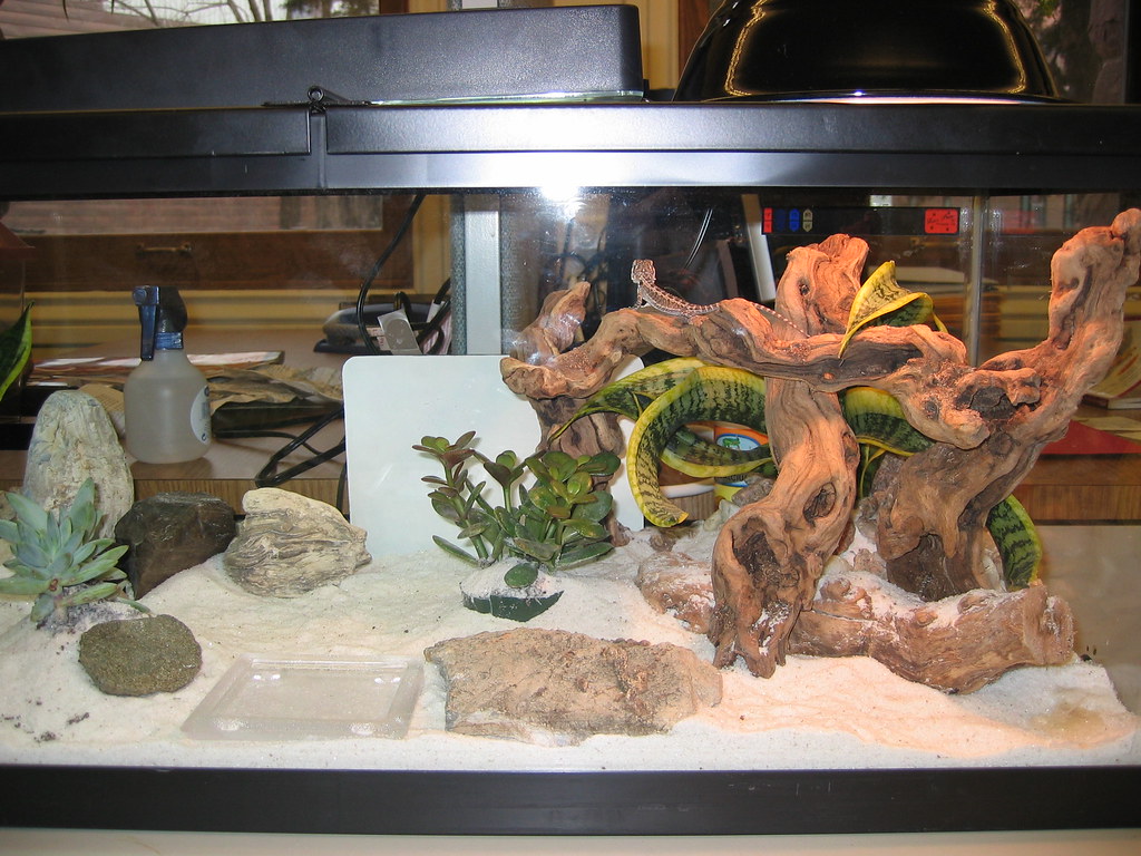 Bearded Dragon Setup 20 gal long tank 60 watt basking … Flickr