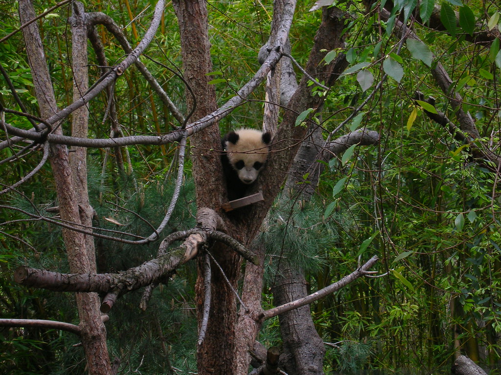 Baby Panda Bear San Diego The Baby Panda Bear at the San… Flickr