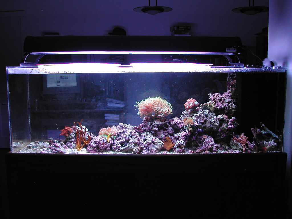 100 Gallon Reef Aquarium Taking a picture of my whole tank… Flickr