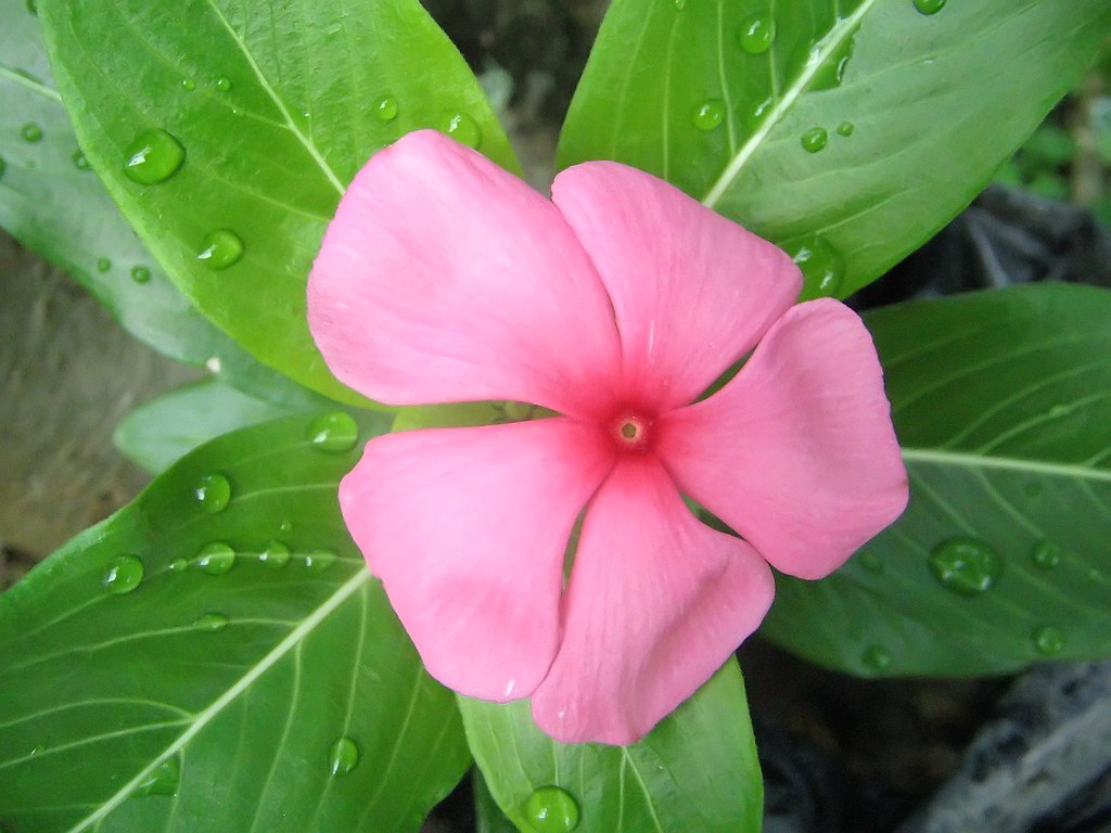 Miri According to mum, this is the Miri flower... Collin Chung Flickr