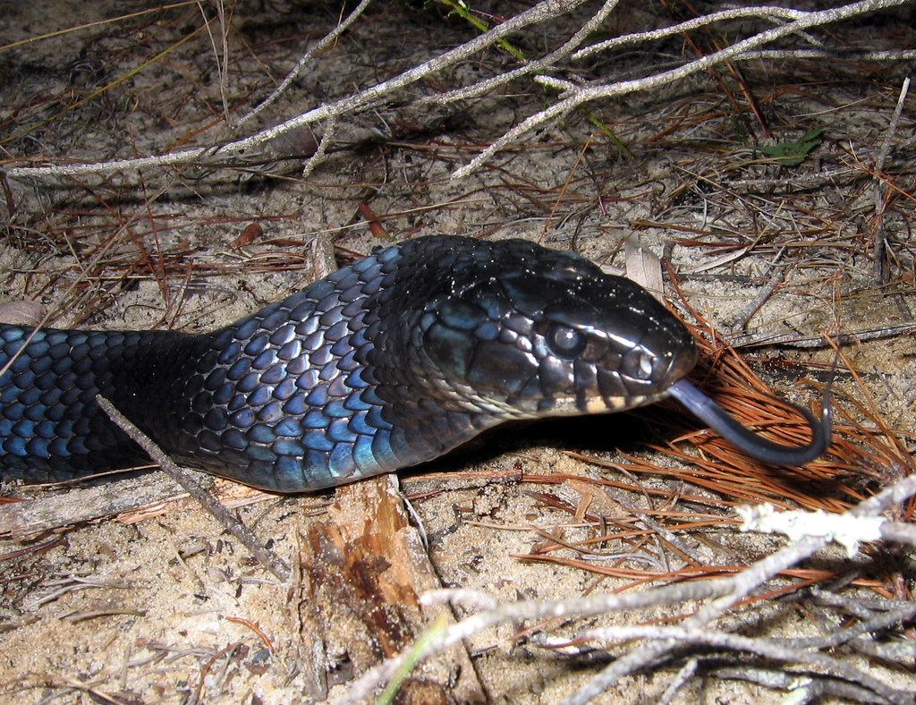 Eastern Indigo Snake Drymarchon corais couperi Ocala N.F.,… Flickr