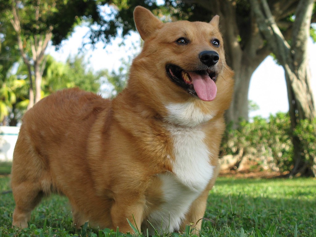 Sampson the Handsome Sampson has been our buddy sinc… Flickr