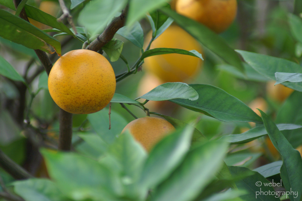 Orange Tree A photo of an orange in an orange tree in my p… Flickr