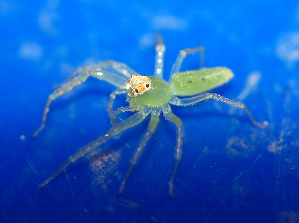 Little Green Spider This tiny little green spider was phot… Flickr