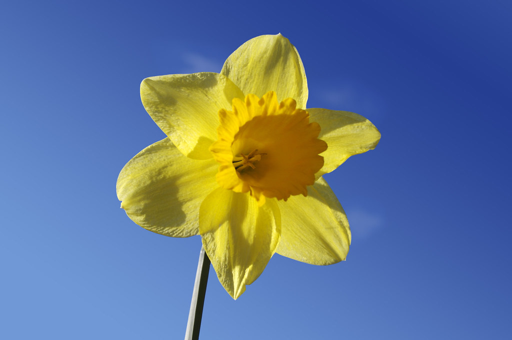 Single daffodil A single daffodil against a the blue sky. Richard