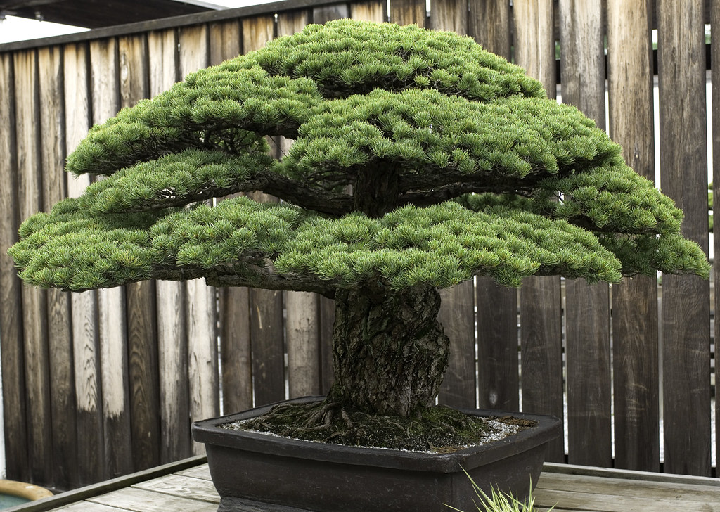 Oldest Bonsai The oldest Bonsai at DC's National Arboretum… Flickr