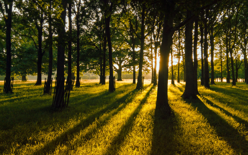 The greatest gold glimmering through the trees I took this… Flickr
