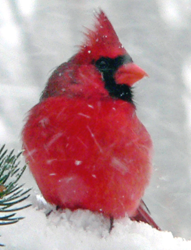 Why don't Cardinals fly South for the Winter? Steve Wall Flickr