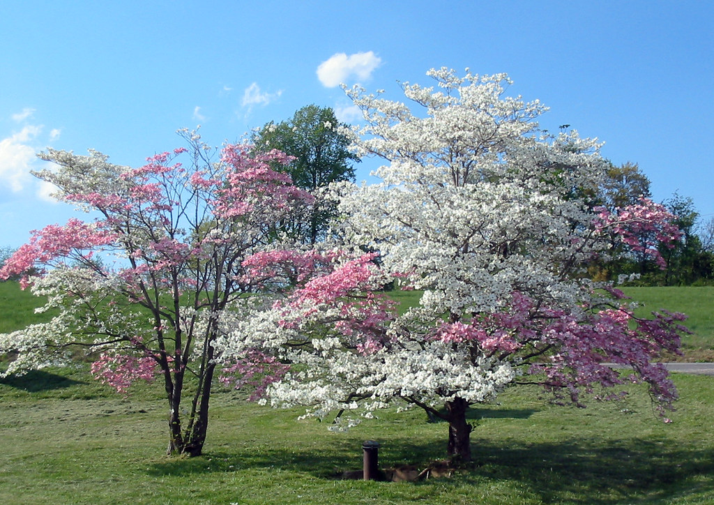 Grafted Dogwoods Branches of one color dogwood can be graf… Flickr