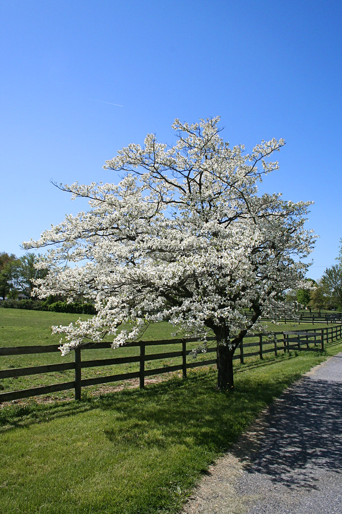 Old Dogwood Tree Scott Robinson Flickr