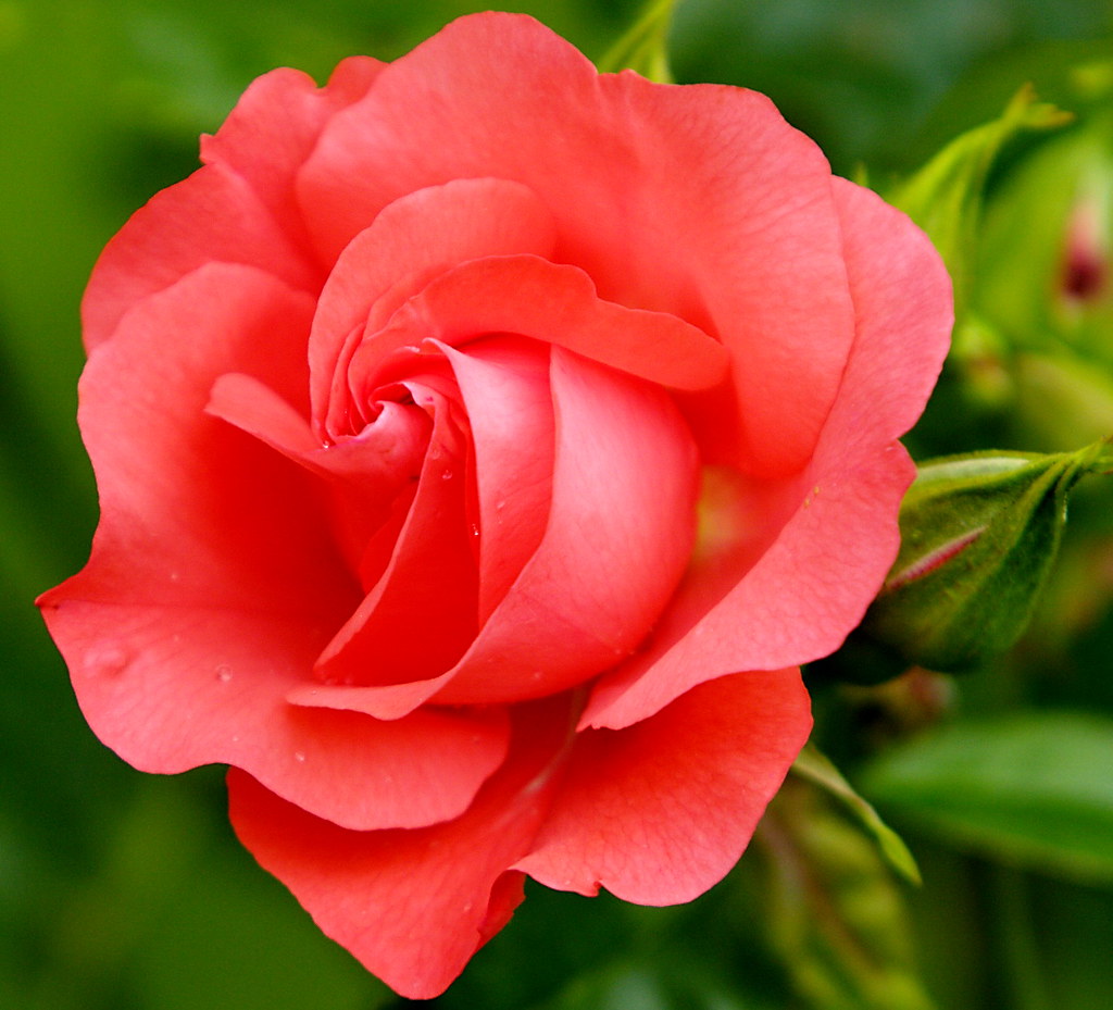 Rose (Marmalade Skies) From our garden... Marmalade Skies … Flickr