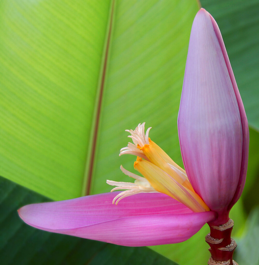 Banana Plant Flower In full bloom Flickr's Explore Interes… Flickr